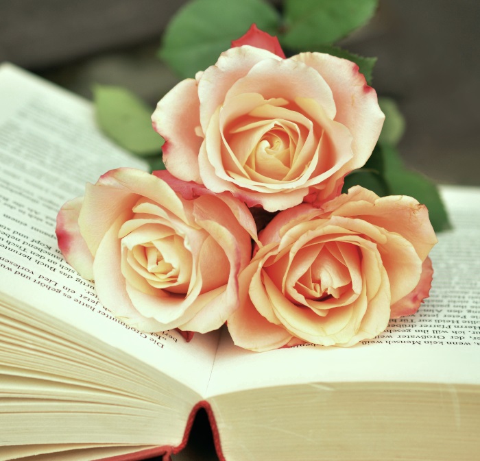 Rosas para regalar Sant Jordi