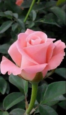 Ramo Funerario 7 Rosas Rosadas, Rosas para el Tanatorio, Ramo de Flores para dar Condolencias, Ramos Funerarios para Vigo, Flores para Difuntos